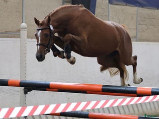 hästar i Broaryd - Annons 10