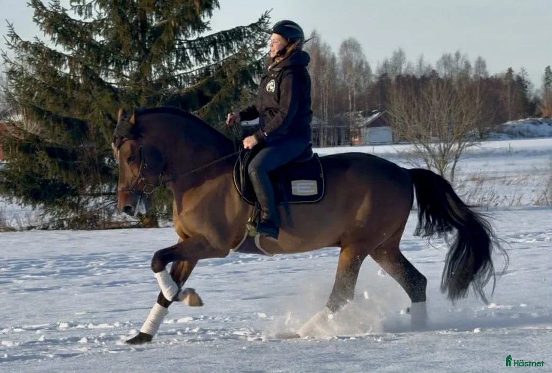 Allround hästar till salu: Trygg och okomplicerad valack i Sala - Annons 6