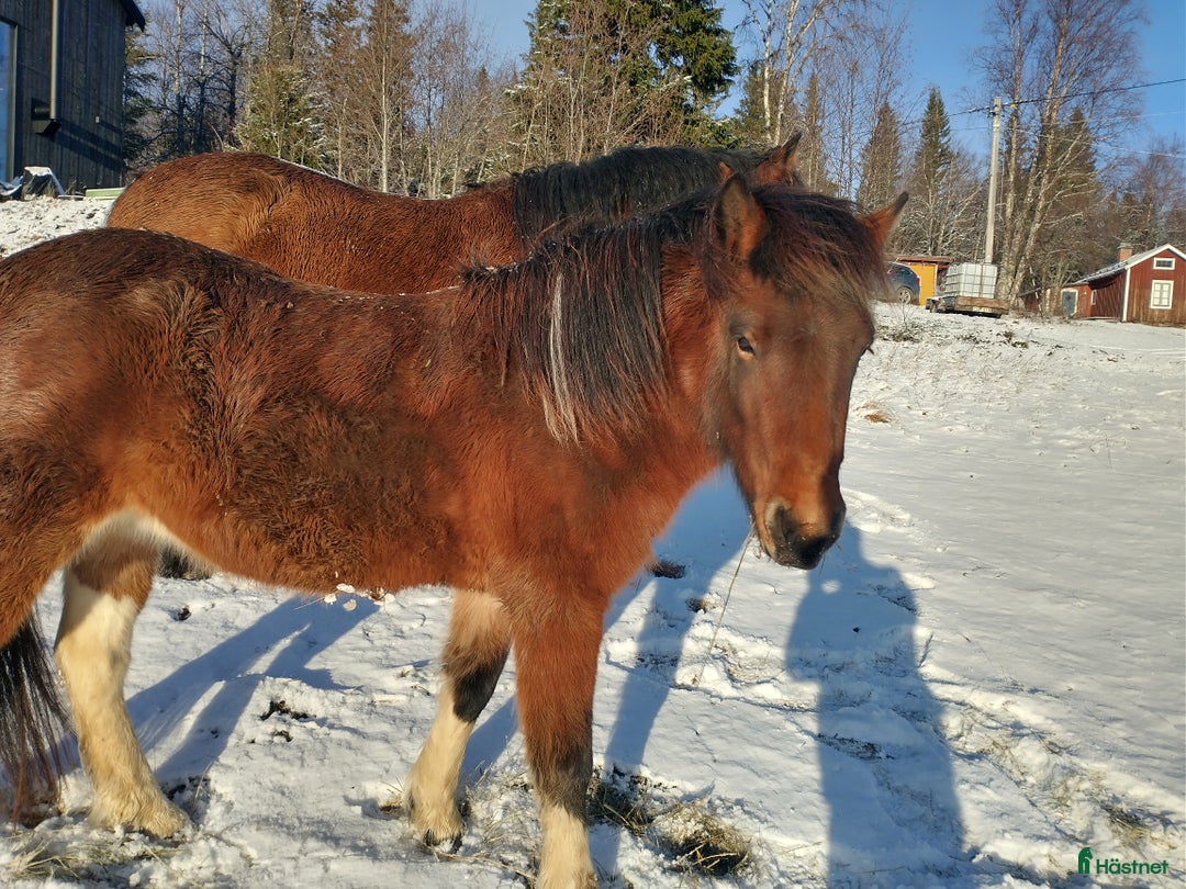 Island hästar till salu: Snart 4-årig isländskt sto till salu i Jämtland  i Alsen - Annons 4