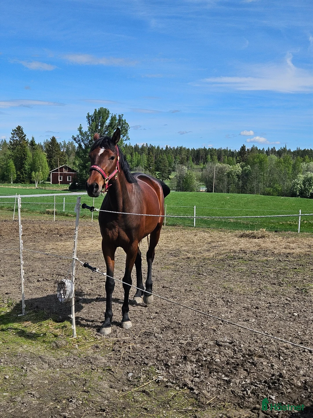 Allround hästar till salu: 4 årigt sto  - Annons 2