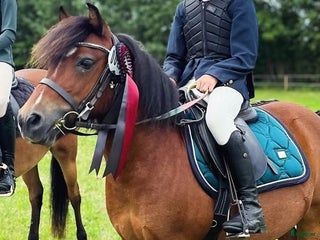 hästar Ponnyn som älskar att jobba - Annons 19