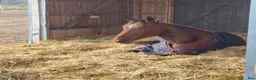  stallplats finnes: Lösdrift fölston unghästar Vallentuna - Annons 6