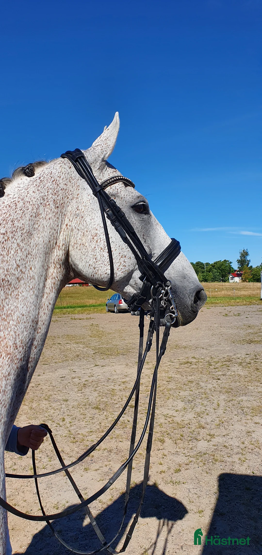 Träns hästutrustning till salu: Fint Döbert Classic rundsytt kandar/träns stl full i Hamneda - Annons 4