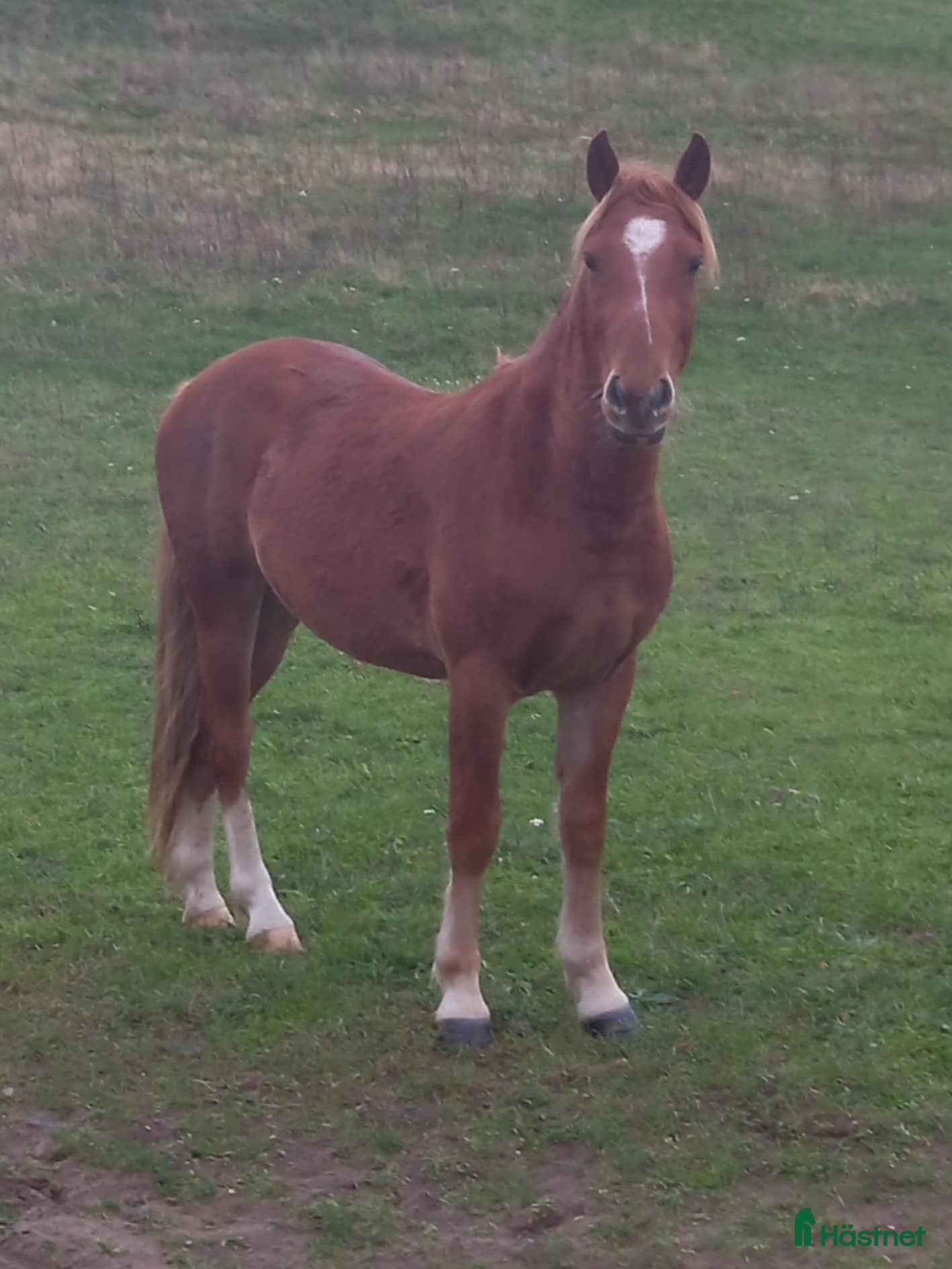 Hoppning hästar till salu: En hopptalang till riktigt bra pris *Tingad* i Glemmingebro - Annons 1