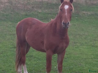 hästar En hopptalang till riktigt bra pris *Tingad* i Glemmingebro - Annons 18