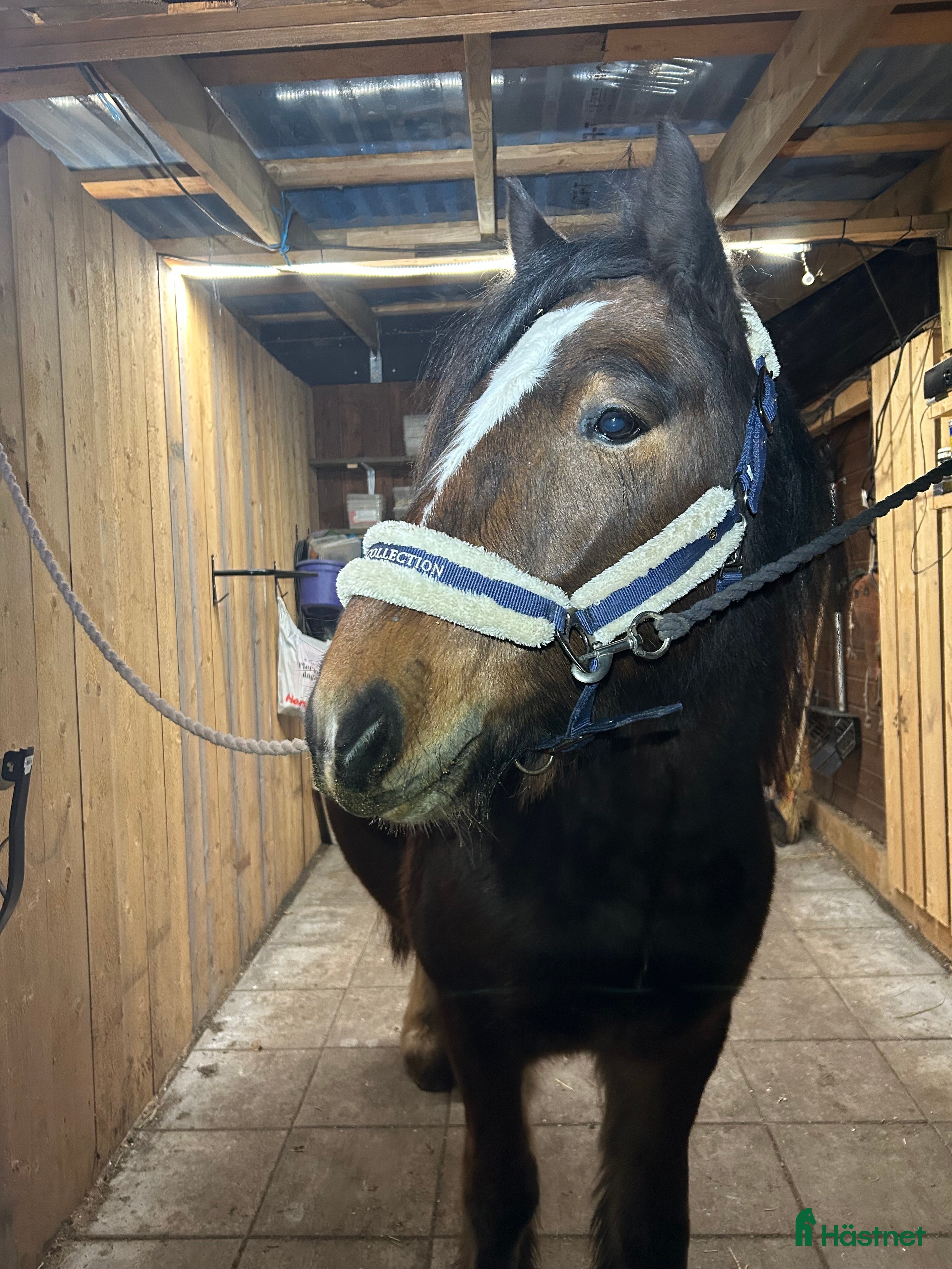  hästar Trevlig irish cob valack i Hedemora - Annons 13