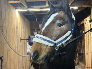 hästar Trevlig irish cob valack i Hedemora - Annons 13