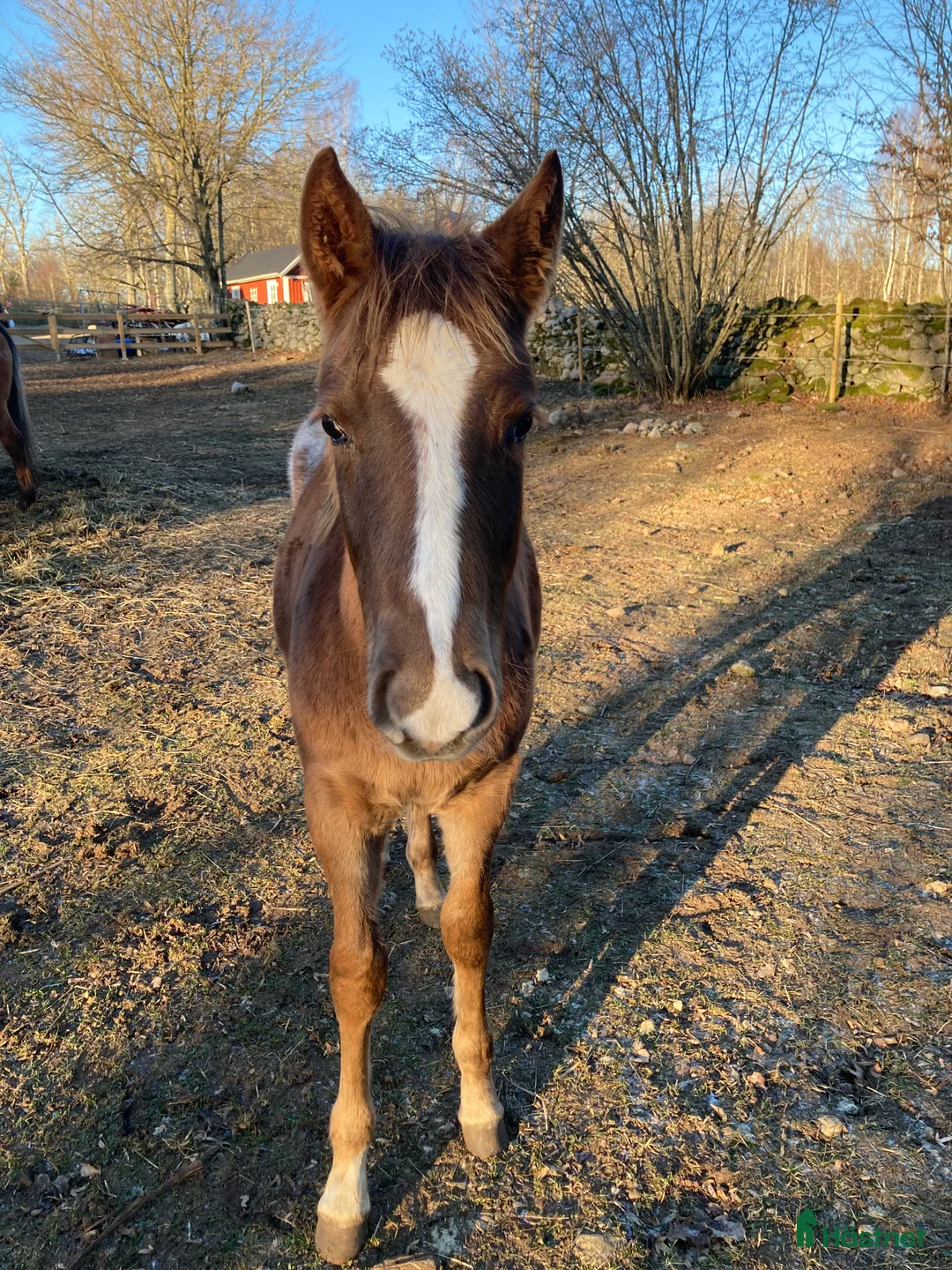 Allround hästar till salu: Appaloosa hingstföl i Fågelmara - Annons 2