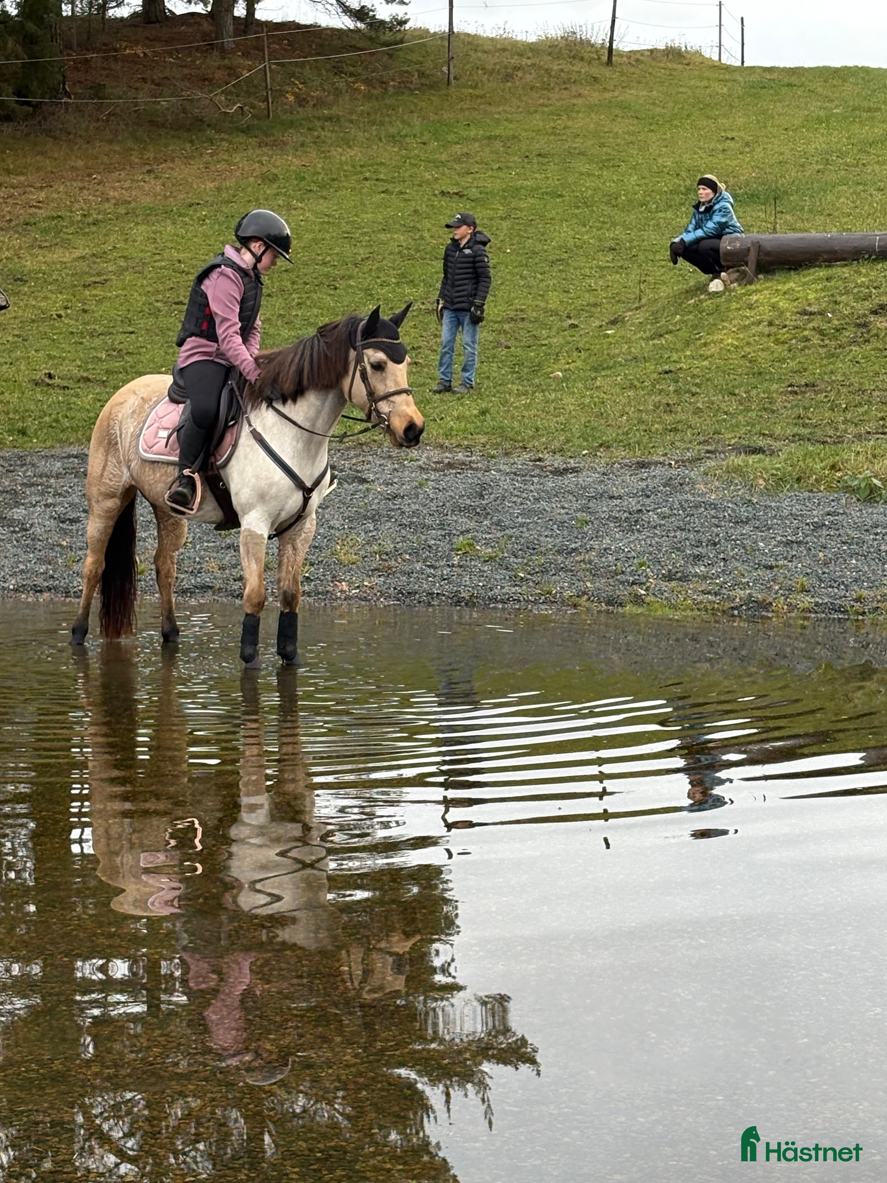  hästar Häftig cponny, syns i mängden, sto - Annons 16