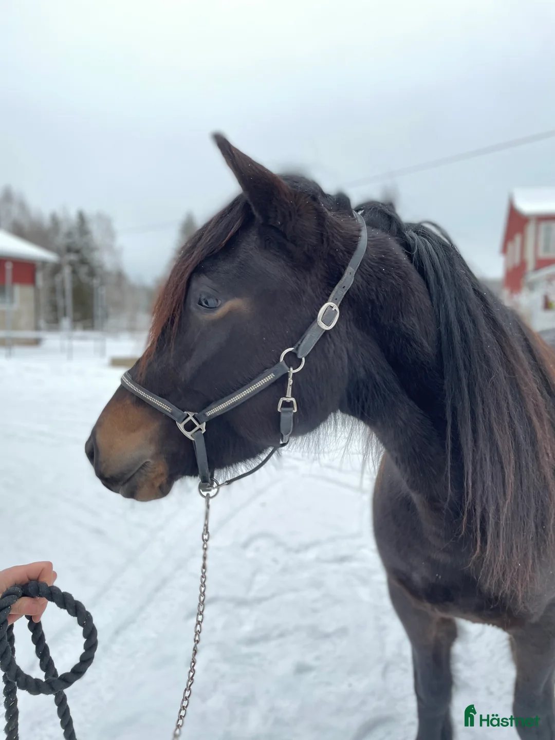 Trav hästar till salu: Nya bilder på Vännfors Frökna  i Vännäs - Annons 6