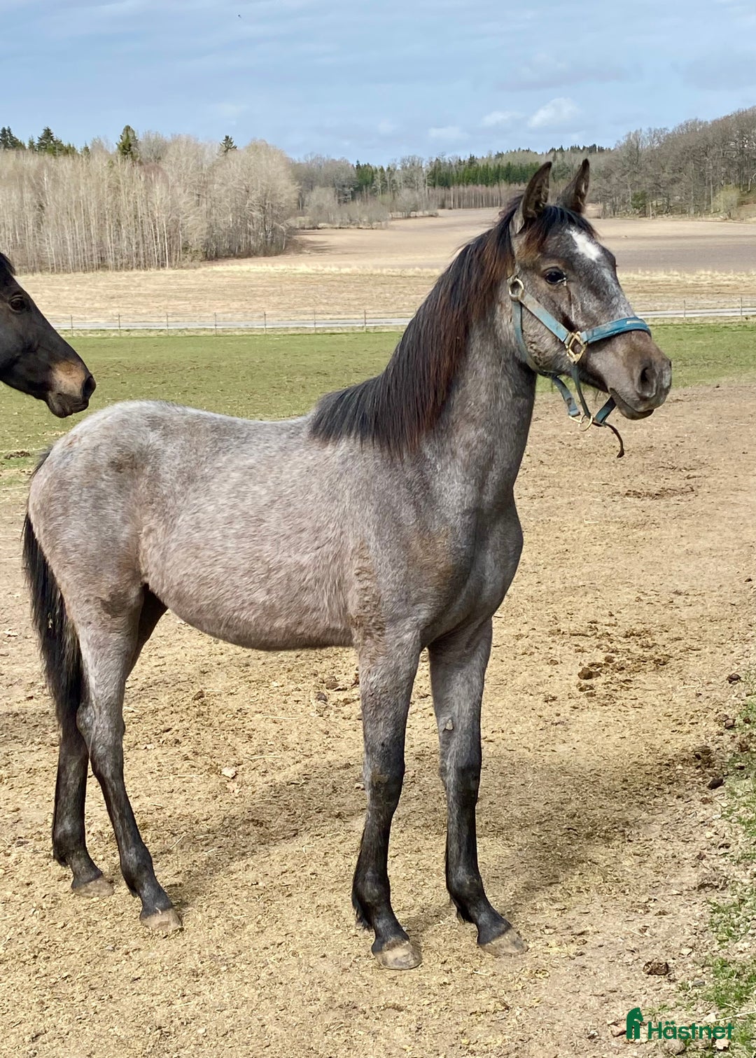 Galleribild {{count}}