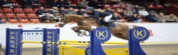 Hoppning hästar till salu: Kvick och sportig SWB valack  - Annons 1