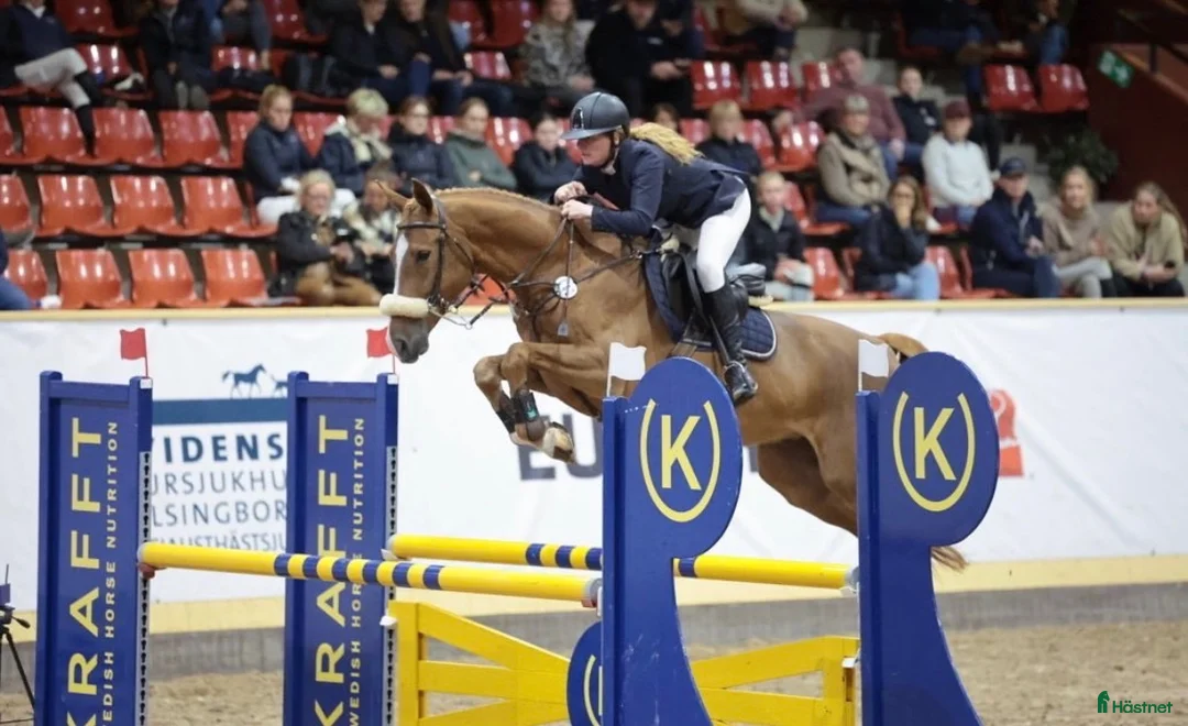 Hoppning hästar till salu: Kvick och sportig SWB valack  - Annons 1