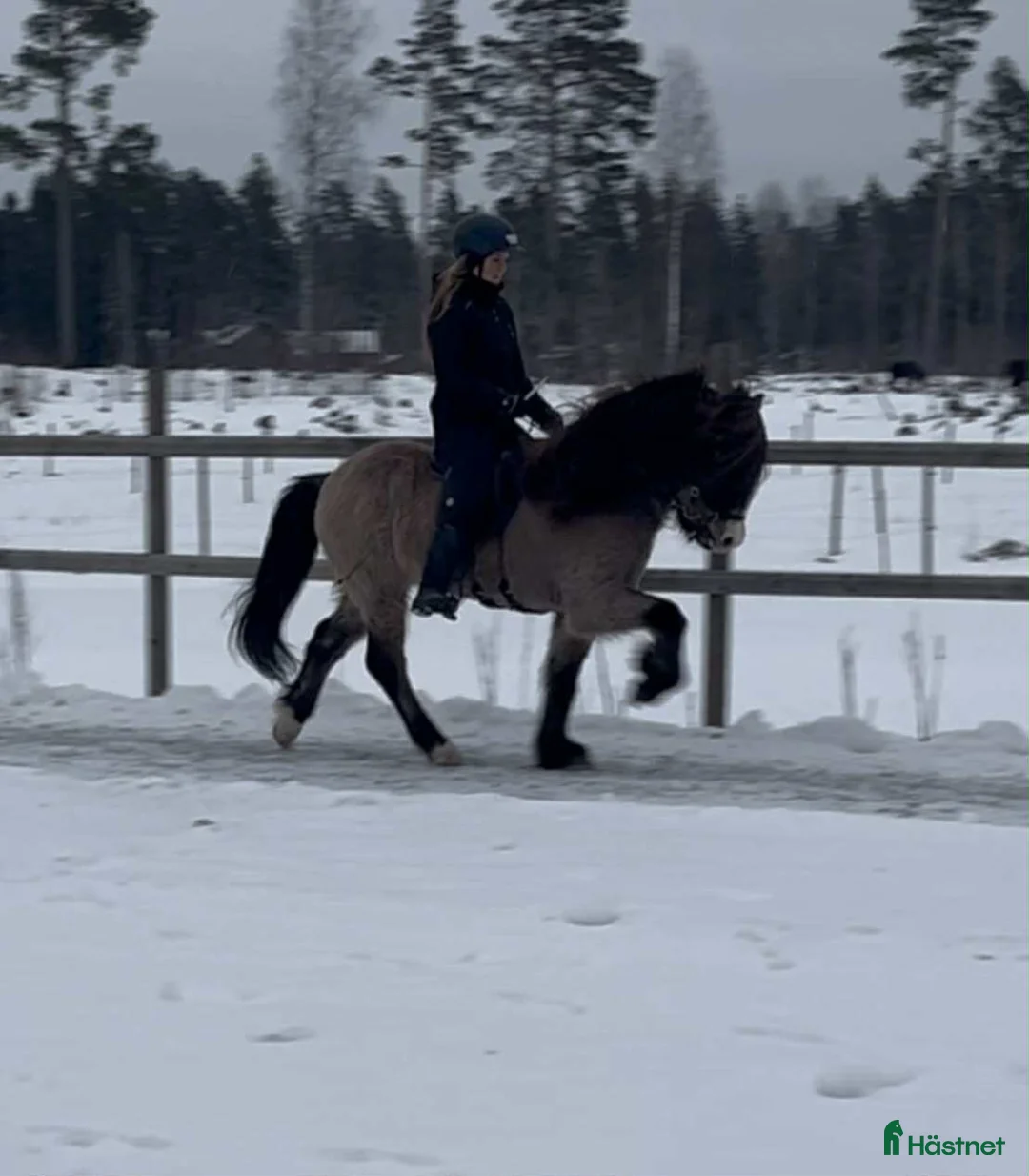 Island hästar till salu: Vacker fyrgångs valack med häftig färg X faktor i Gimo - Annons 1