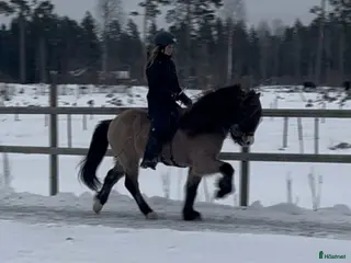 hästar Vacker fyrgångs valack med häftig färg X faktor i Gimo - Annons 1