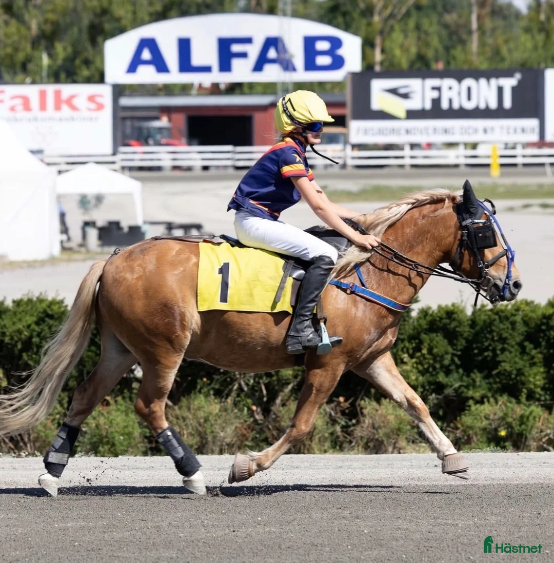 Allround hästar till salu: Supersnäll ponny till ridning eller trav - Annons 2