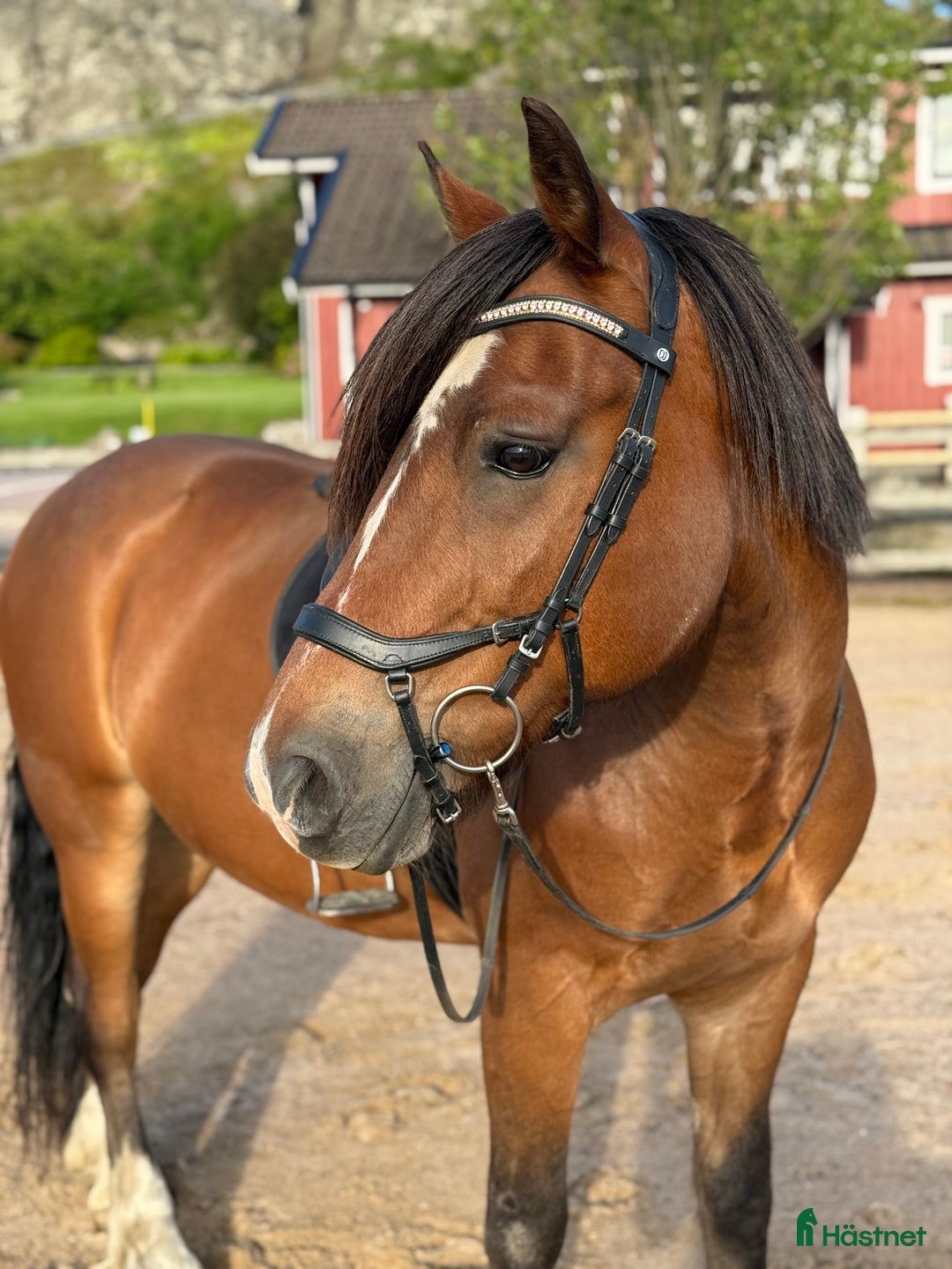 Allround hästar till salu: Loke ❤️ i Kungsbacka - Annons 1