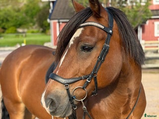 hästar Loke ❤️ i Kungsbacka - Annons 1