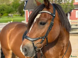 hästar Loke ❤️ i Kungsbacka - Annons 18