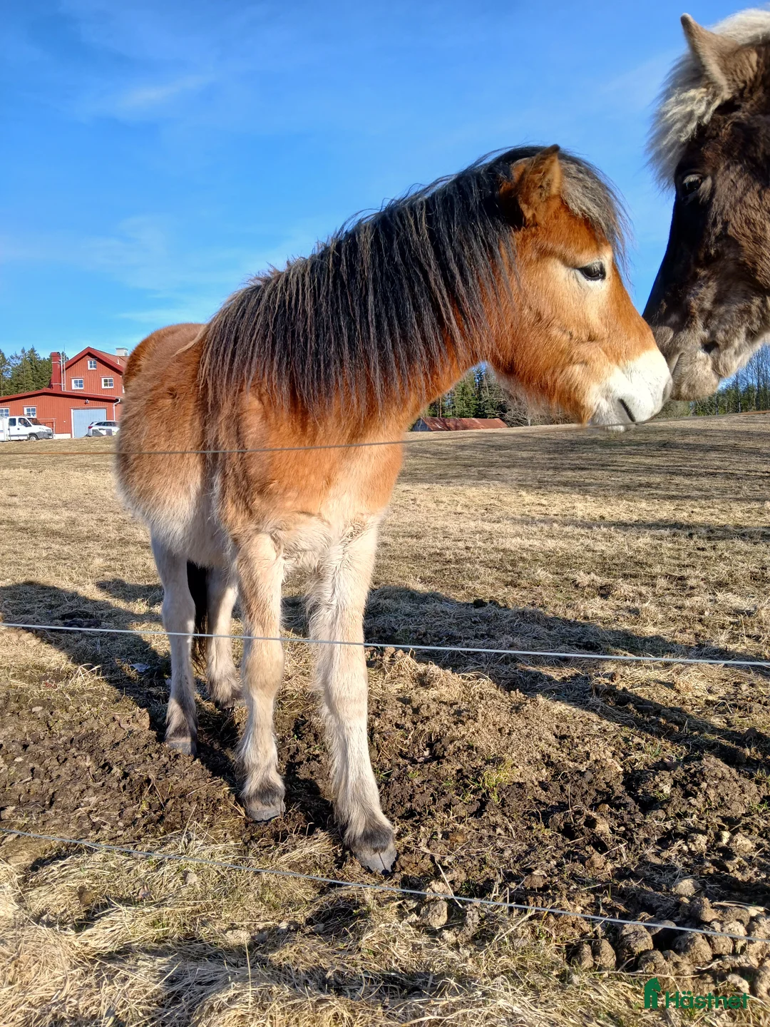 Allround hästar till salu: Söt unghingst - Annons 2