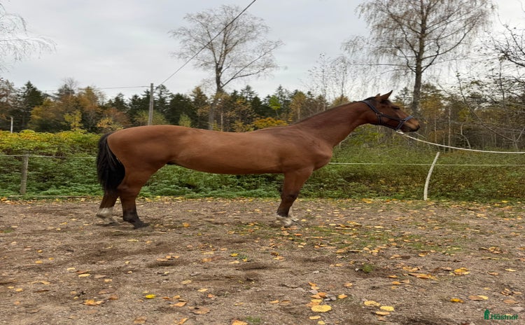  hästar i Årsunda - Annons 4