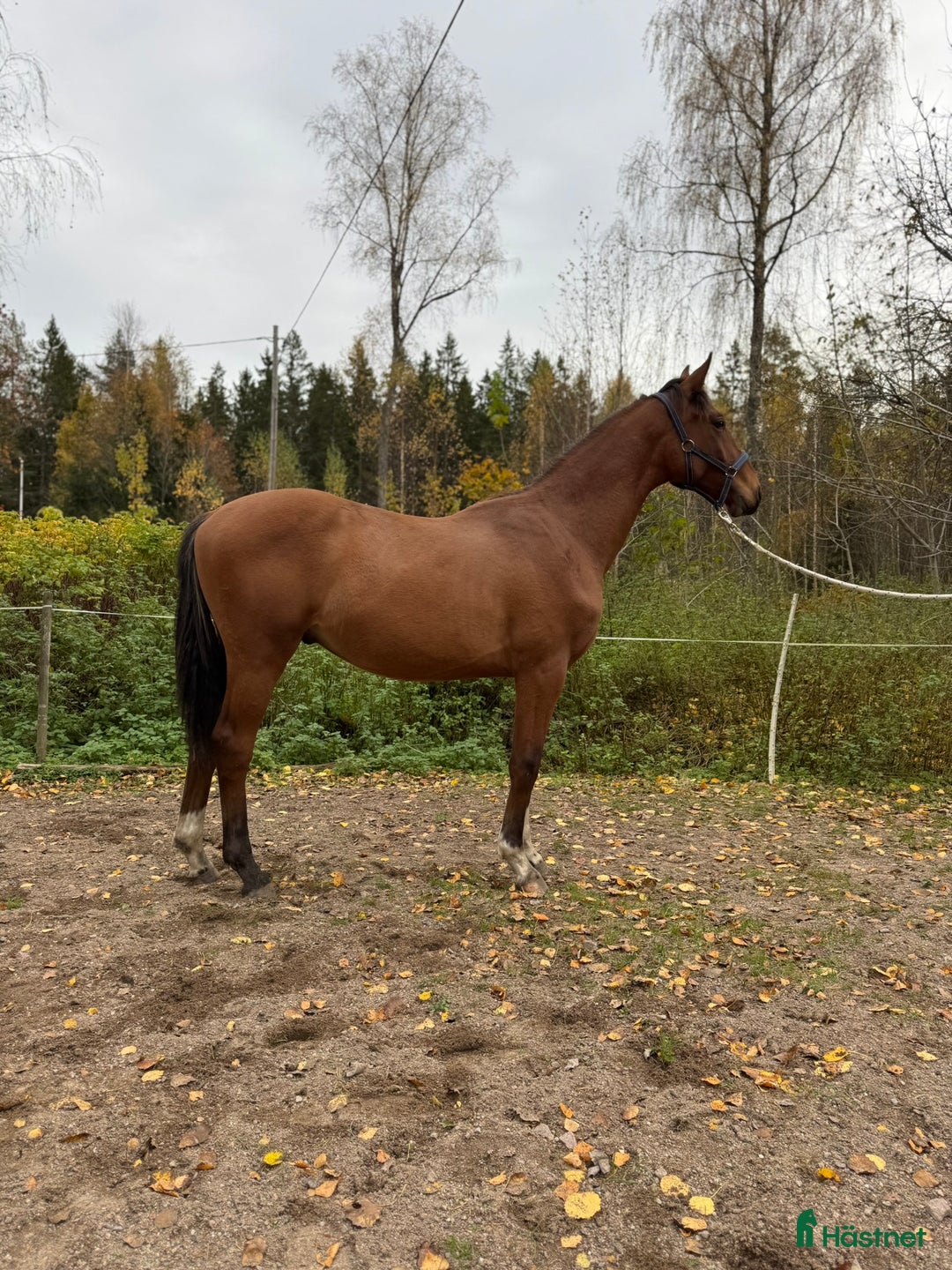 Dressyr hästar till salu: Trevlig Dressyrhingst efter Blue Hors Storm i Årsunda - Annons 1