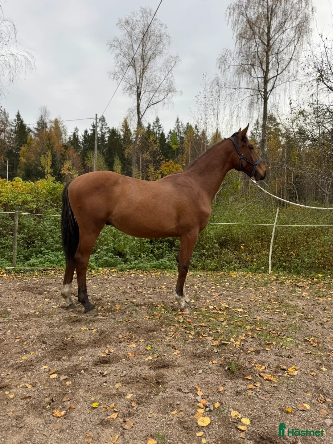 Dressyr hästar till salu: Trevlig Dressyrvalack efter Blue Hors Storm i Årsunda - Annons 1