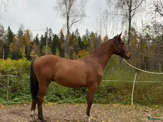 hästar Trevlig Dressyrvalack efter Blue Hors Storm i Årsunda - Annons 12