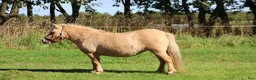 Allround hästar till salu: Palomino shetlandsponyhoppe - Annons 3