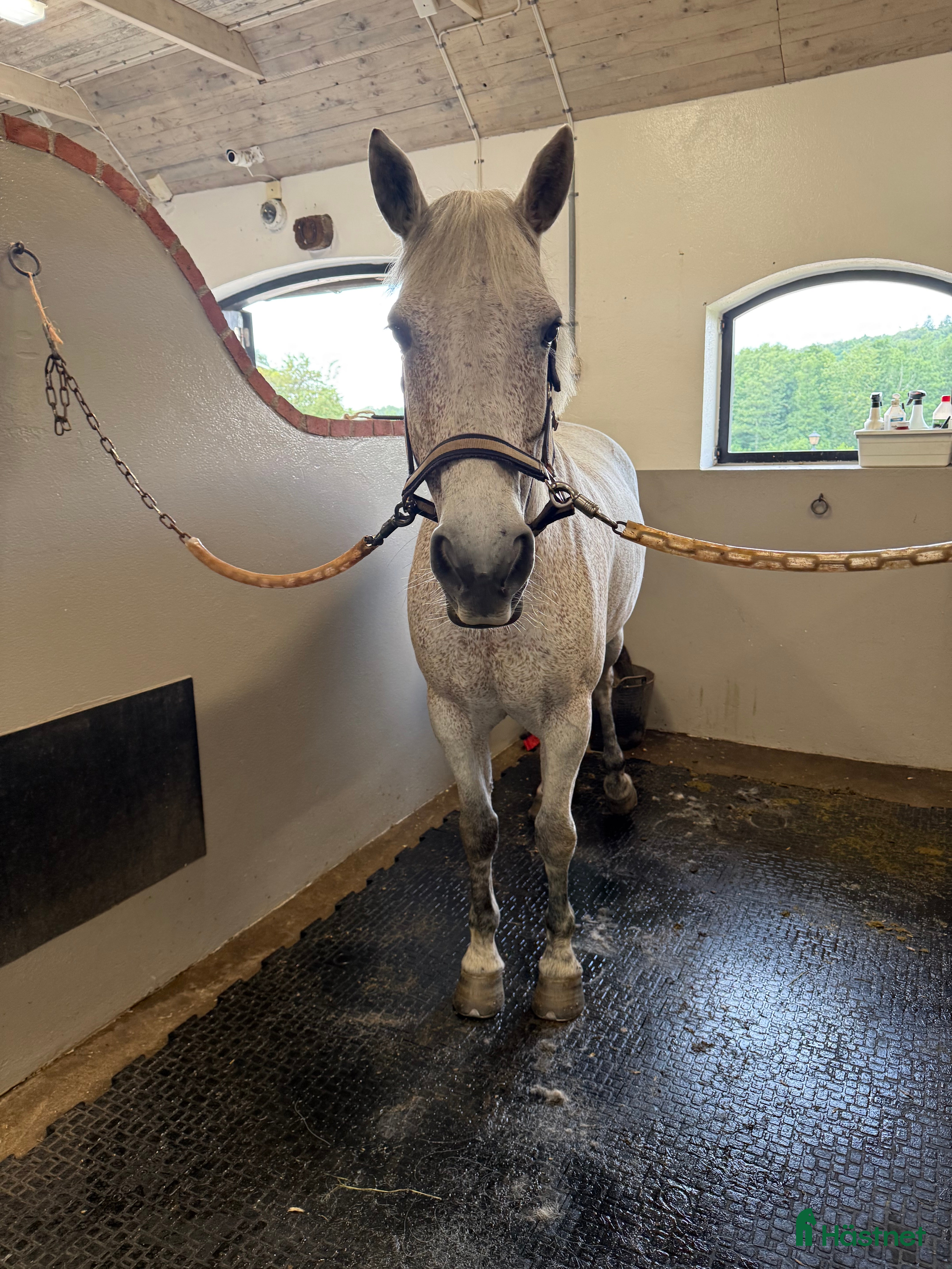  hästar Perfekt allround ponny - Annons 14