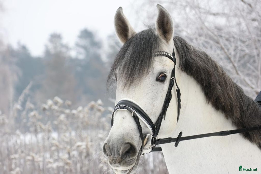 Dressyr hästar till salu: GRAND PRIX HORSE FORSALE - Annons 3