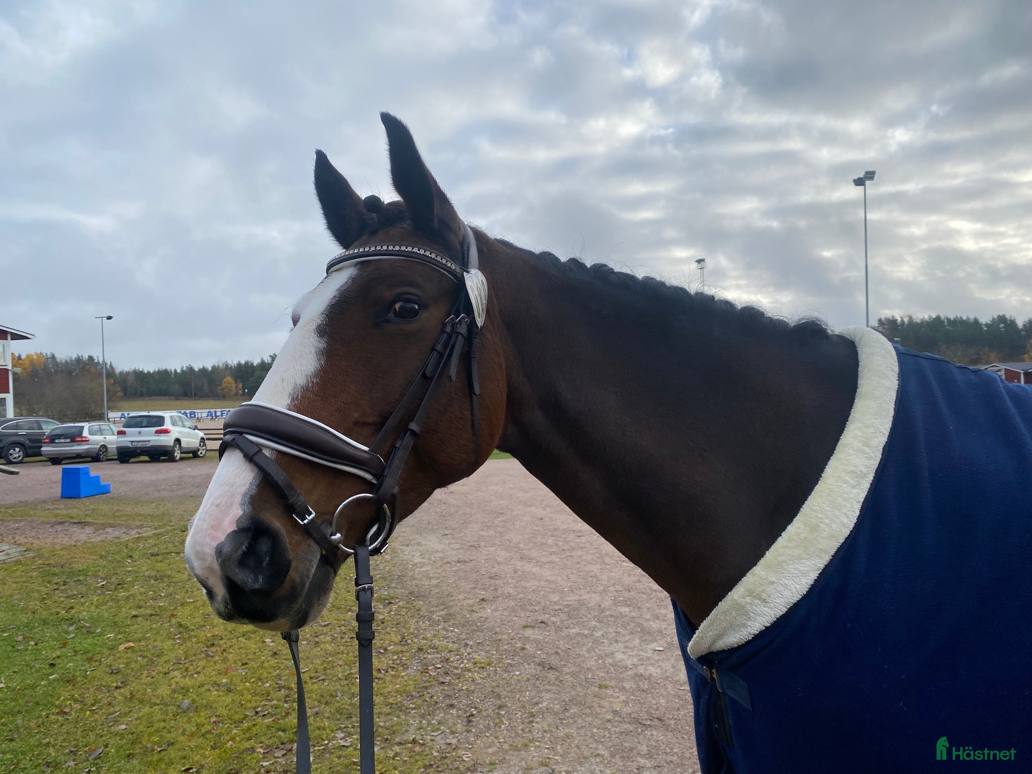  hästar Fint hoppsto utlånas för avel - Annons 1