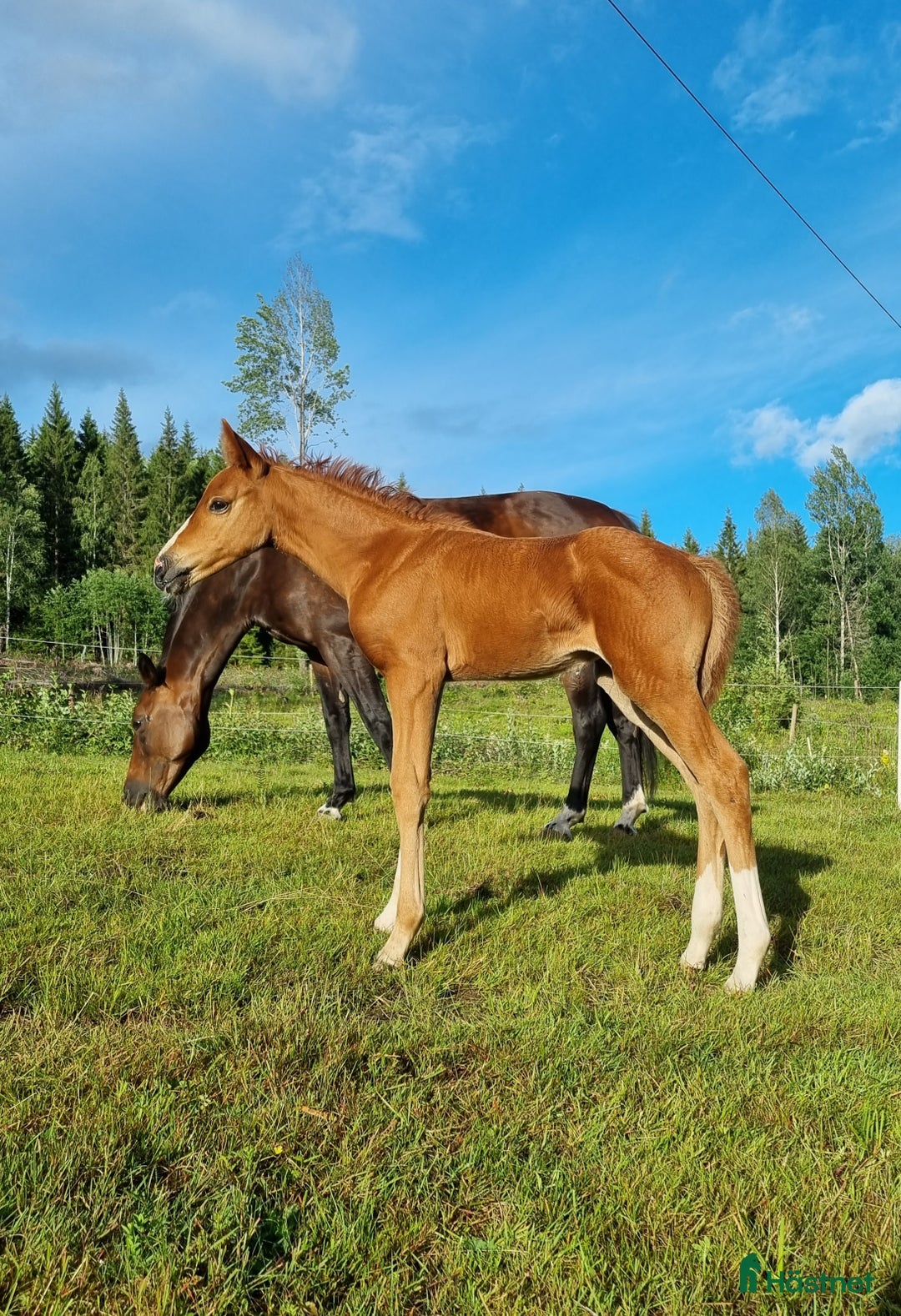 Dressyr hästar till salu: Supertrevligt sto e.Zafferano  i Ludvika - Bild 6