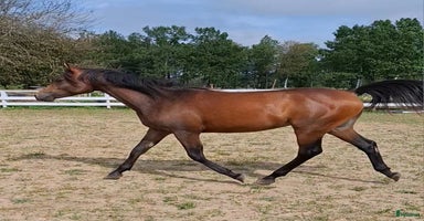  hästar i Agunnaryd - Annons 7