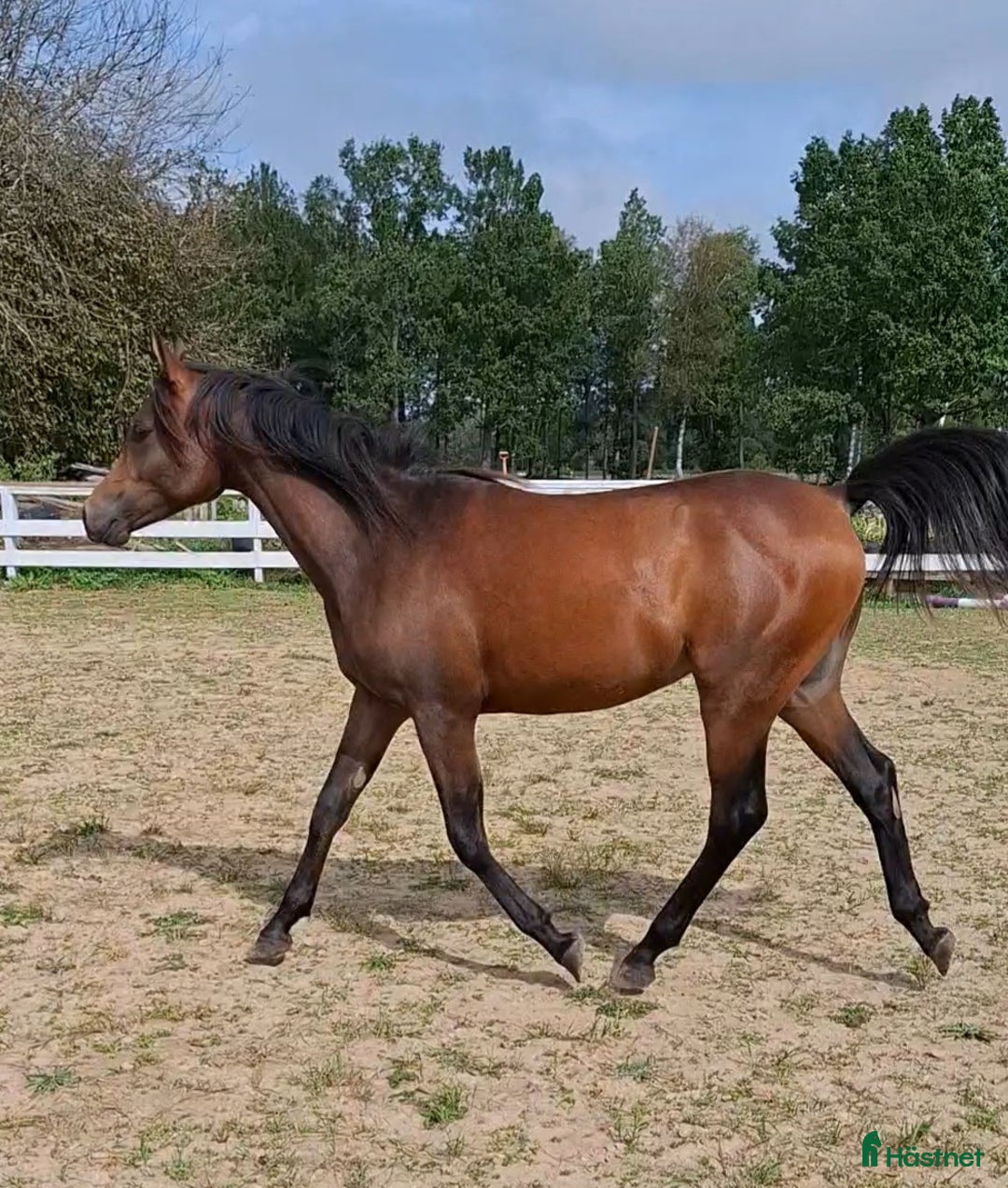 Allround hästar till salu: Coolaste killen!  i Agunnaryd - Annons 2