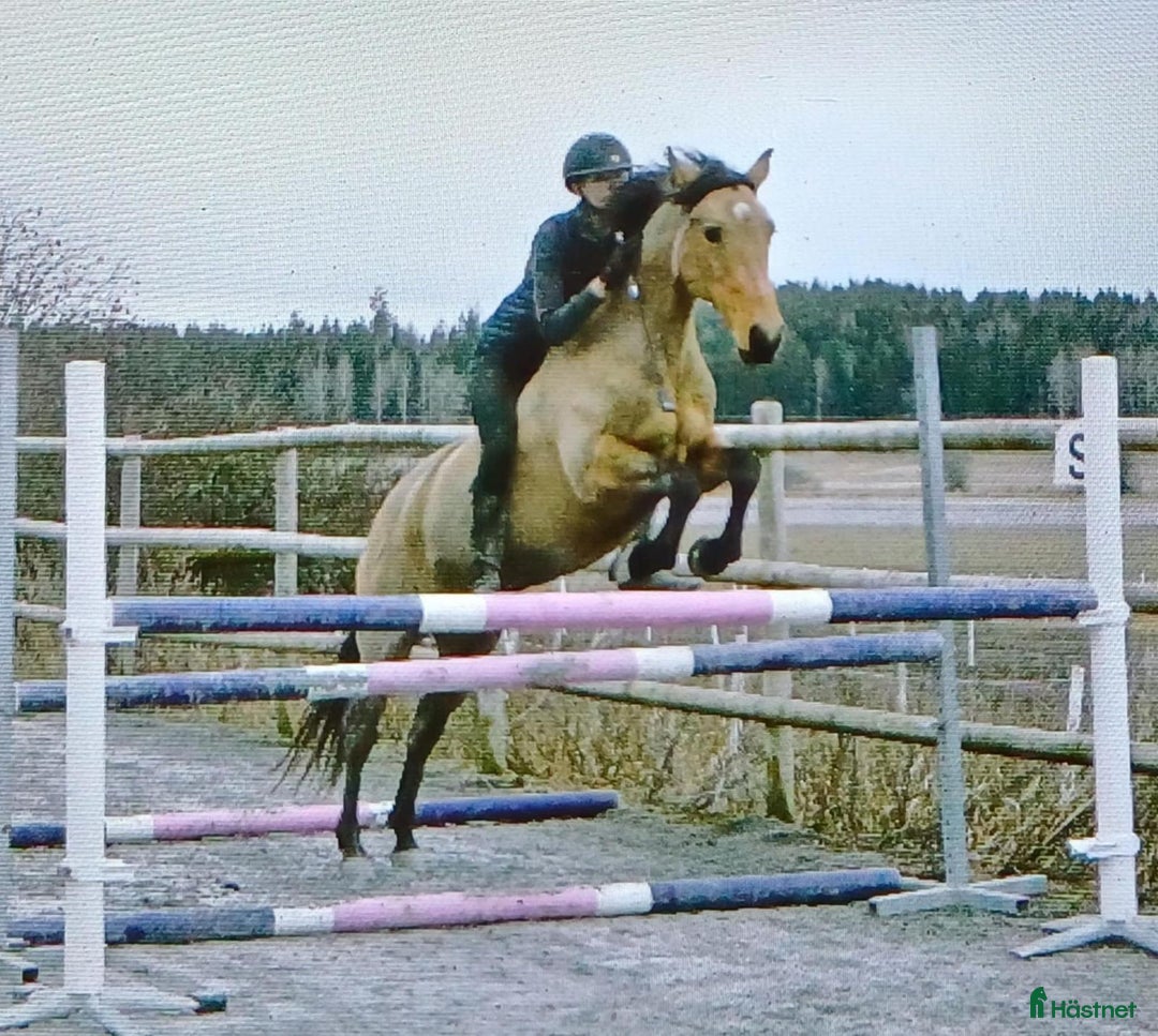 Fälttävlan hästar till salu: Fantastisk fälttävlansponny i Uppsala - Annons 5