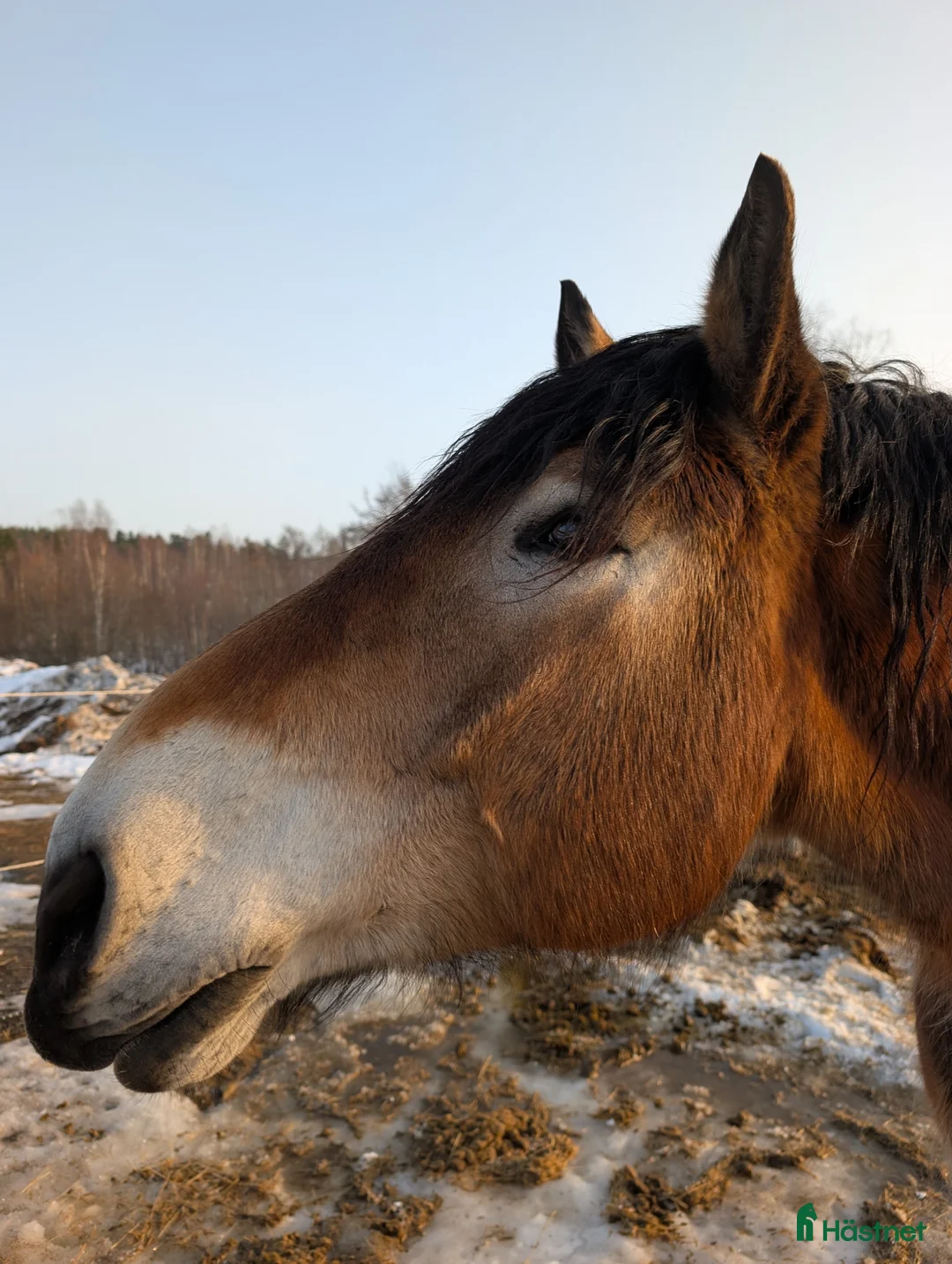 Körning hästar till salu: Trevlig körhäst - Annons 2