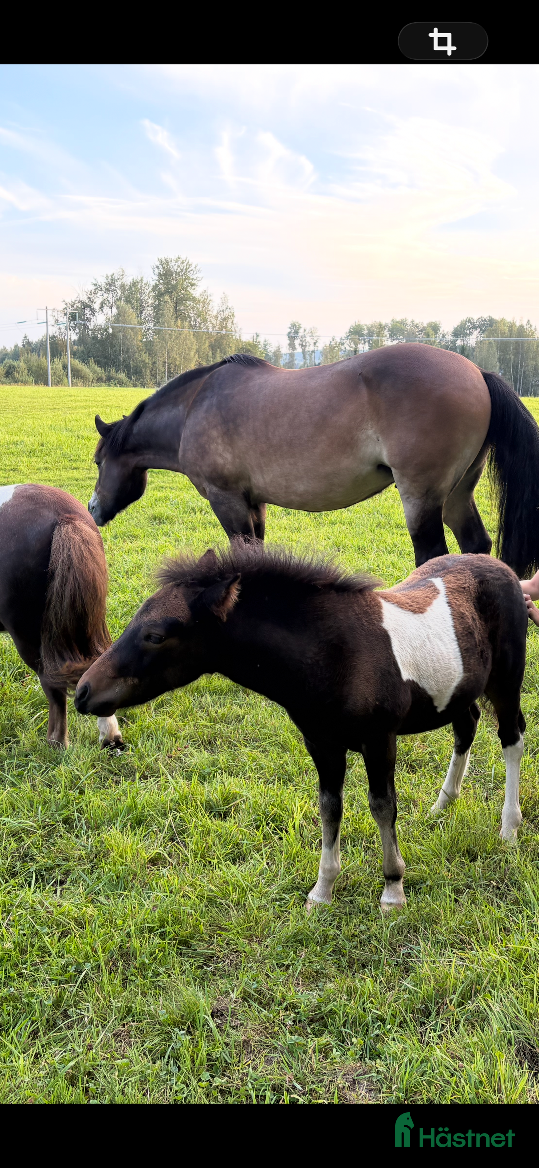 Allround hästar till salu: Trevlig kompis i Kil - Annons 2