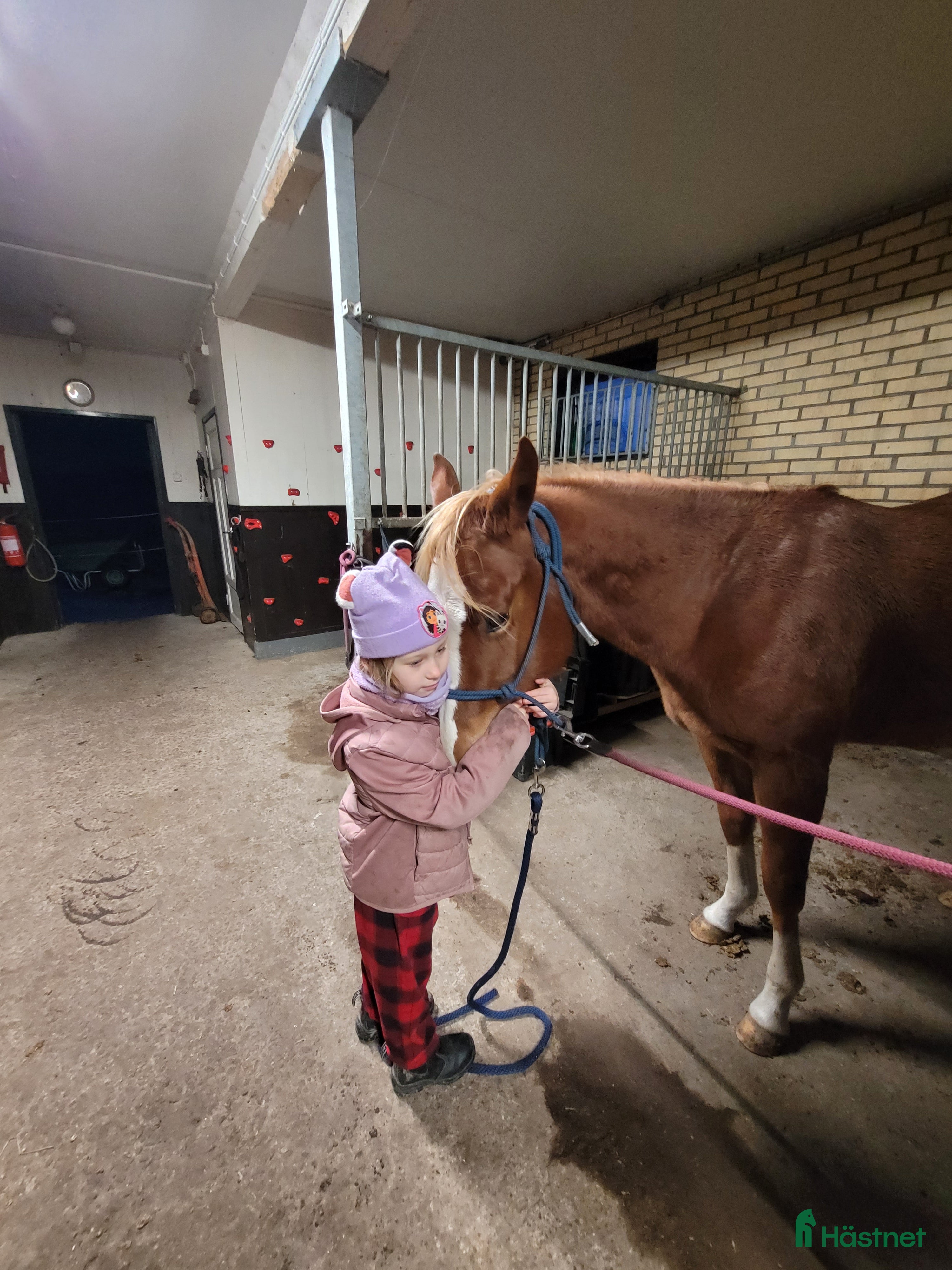  hästar Framtida tävlingshäst för högre klasser i Uppsala - Annons 3