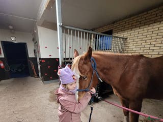 hästar Framtida tävlingshäst för högre klasser i Uppsala - Annons 7