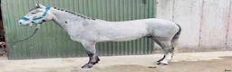 Allround hästar till salu: Selection of Connemara ponies  - Annons 17