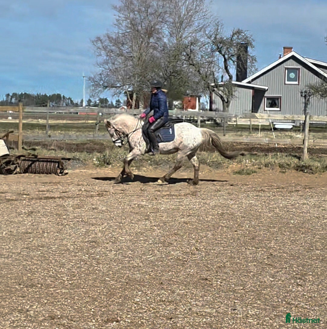  hästar Trevlig ponny - Annons 14