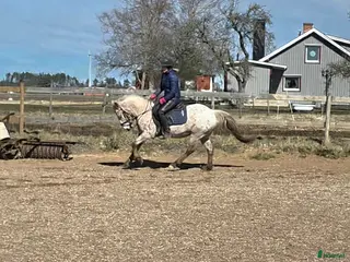 hästar Trevlig ponny - Annons 14
