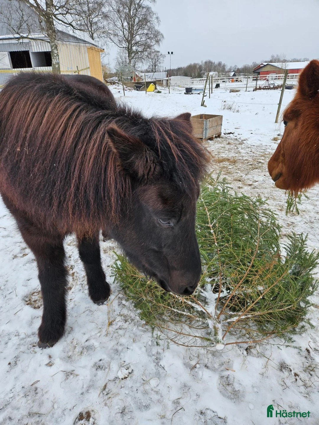 Island hästar till salu: Julius, Julle  i Munka-ljungby - Annons 2