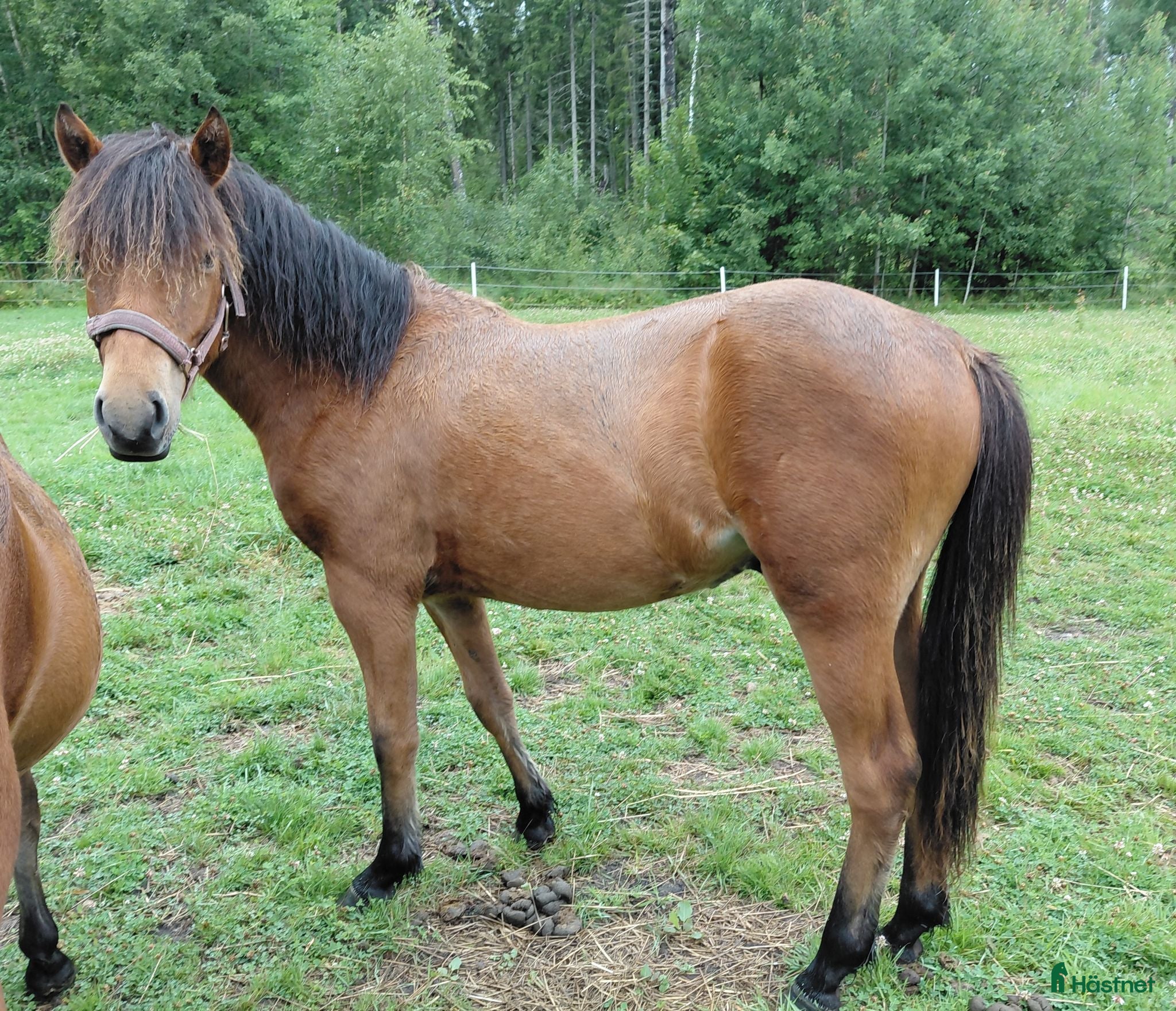  hästar Kriteriet 2028 - Annons 2