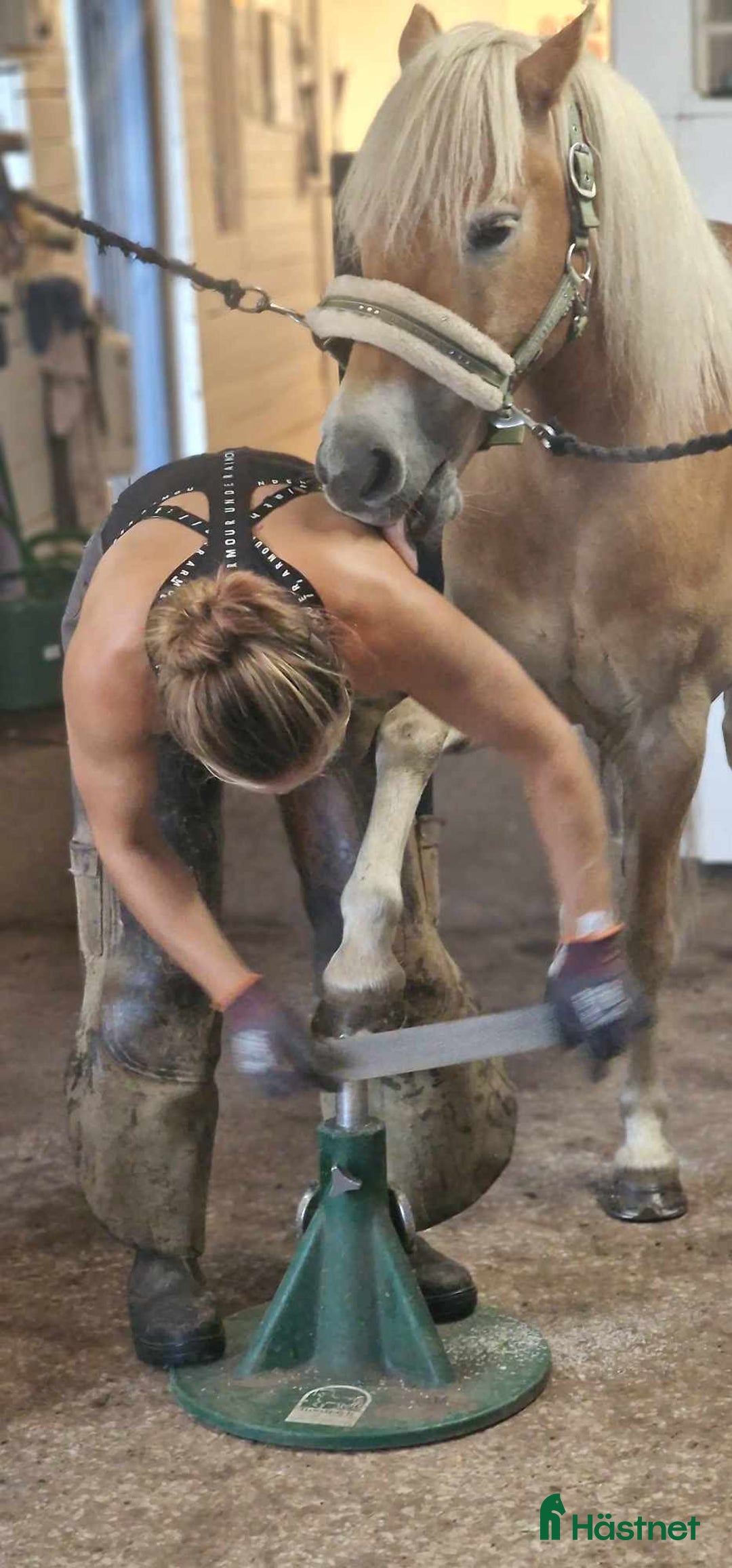 Allround hästar till salu: Vackert gotlandsruss med ett hjärta av guld i Visby - Annons 4