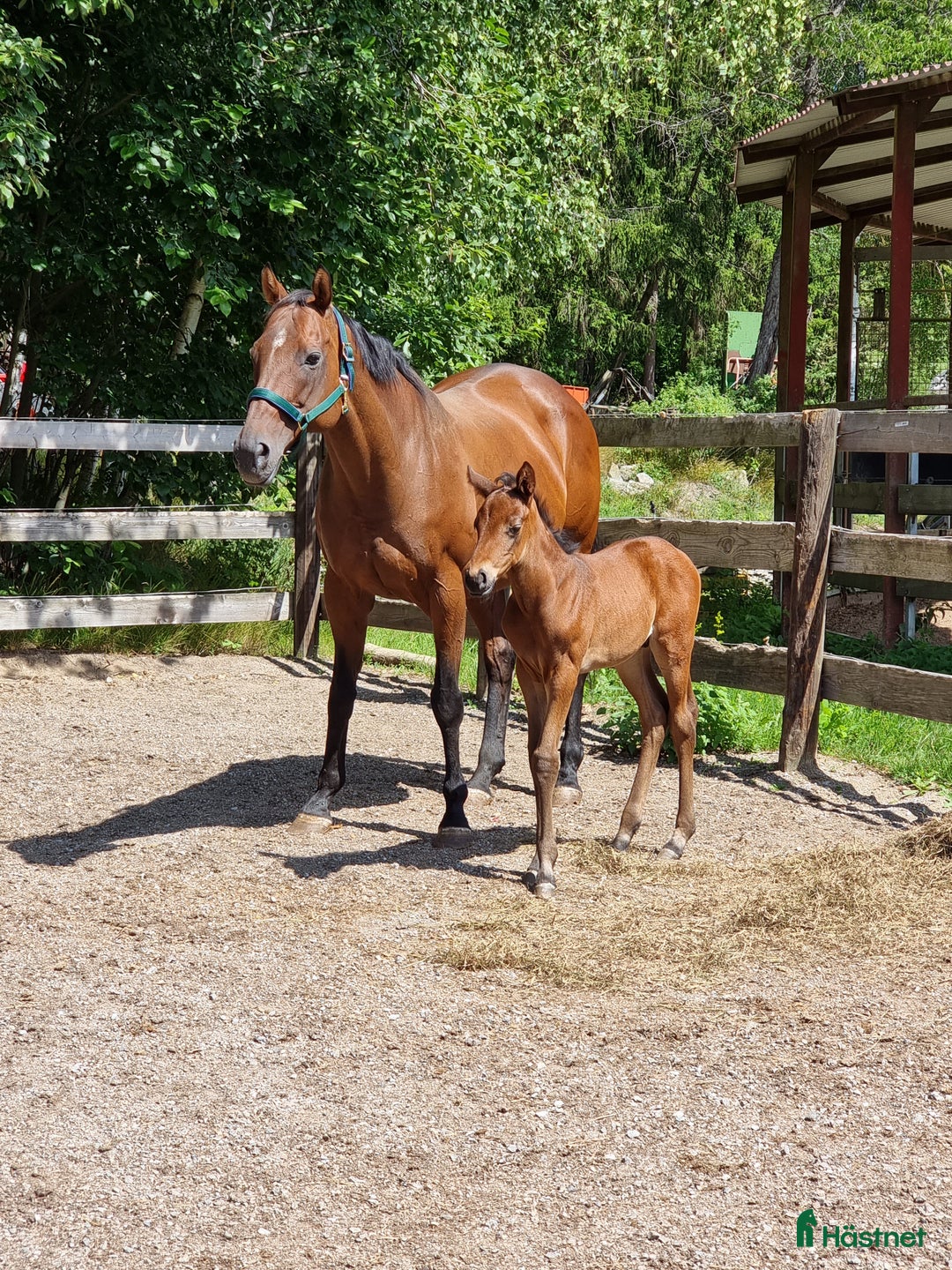  stallplats finnes: Stall platser lediga  i Nykvarn - Annons 5