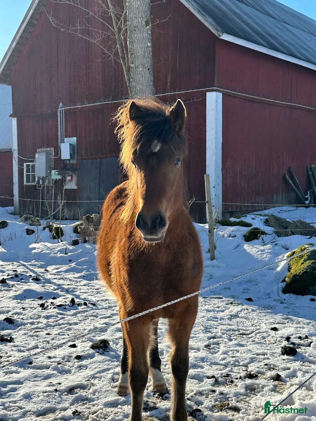 Allround hästar till salu: Ungsto, korsning appaloosa och kallblodstravare - Annons 1