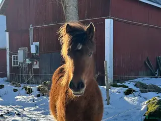hästar Ungsto, korsning appaloosa och kallblodstravare - Annons 2