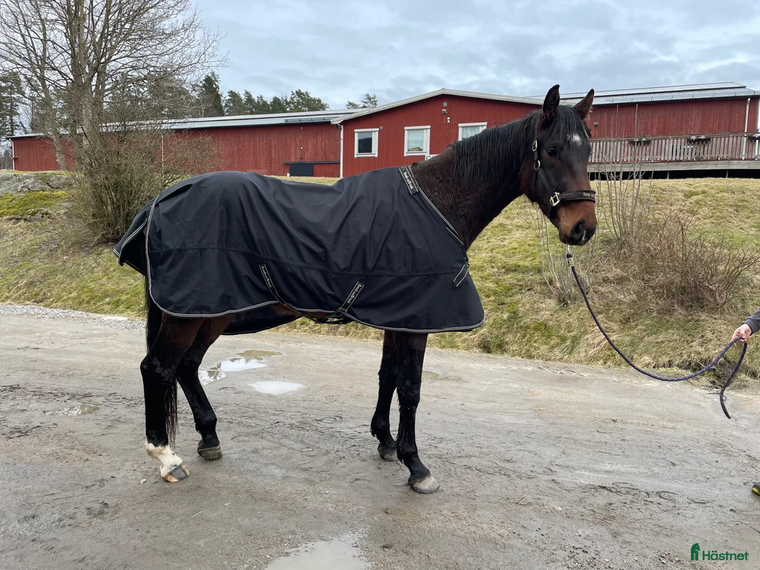  foderhäst finnes: 3-årig valack e. So Perfect  - Annons 1